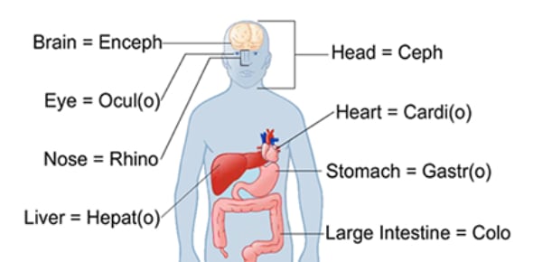 Define List Of Medical Roots, Suffixes And Prefixes Flashcards